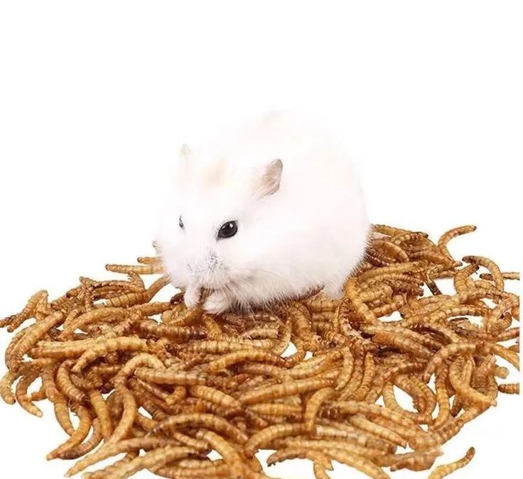 Why Your Pet’s Next Meal Should Include Black Soldier Fly Larvae